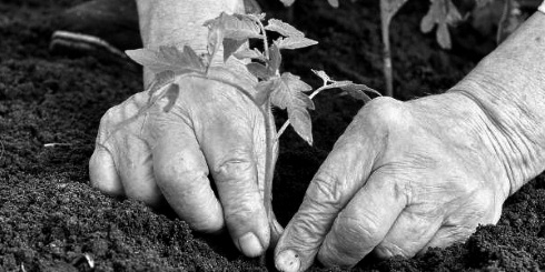 How gardening improves brain function