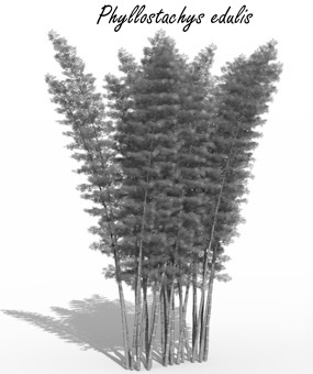 Luteolin-6-neohesperidoside, the stamina factor in moso bamboo