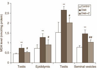 We've already written a few times about the fact that ginger boosts the concentration of testosterone in the blood. We still find it strange that a basic cooking ingredient has this effect. That's why a Tunisian animal study piqued our interest: researchers managed to normalise the testosterone level of diabetic rats using powdered ginger.