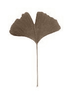 Ginkgo has anabolic effect on ageing muscles