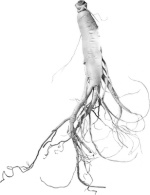 How Ginseng boosts athletes' endurance capacity