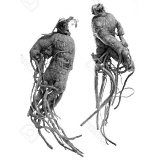 The ginseng steroid Rg1 makes humans fitter