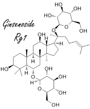 The ginseng steroid Rg1 makes humans fitter