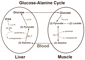 Métabolisme du glucose et de l'alanine