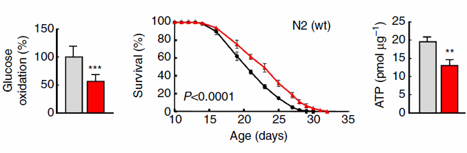 It's been on the market for about twenty years: glucosamine � an amino acid with sugar attached that, according to small studies, protects joints (and according to larger studies, mainly sponsored by the pharmaceutical sector, has no effect at all). This same glucosamine extends lives according to Swiss and German molecular biologists by imitating the effect of a low-carbohydrate diet.