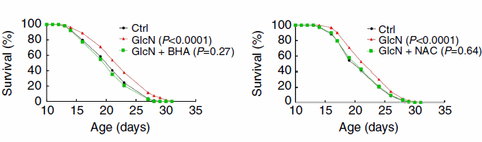 It's been on the market for about twenty years: glucosamine � an amino acid with sugar attached that, according to small studies, protects joints (and according to larger studies, mainly sponsored by the pharmaceutical sector, has no effect at all). This same glucosamine extends lives according to Swiss and German molecular biologists by imitating the effect of a low-carbohydrate diet.