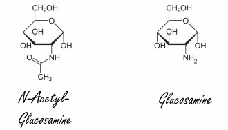 N-Acetylglucosamine accelerates the formation of muscle fibers