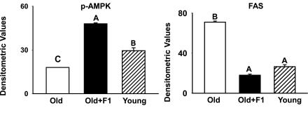 Three amino acids and selenium supplementation prevents age-related muscle breakdown