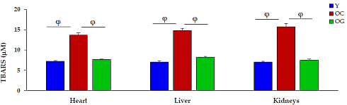 Animal study | Combination of glycine and NAC extends maximum lifespan by 40 percent