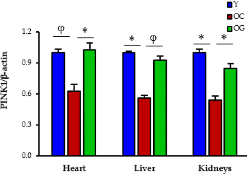 Animal study | Combination of glycine and NAC extends maximum lifespan by 40 percent