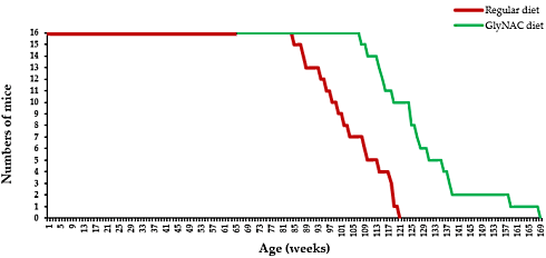 Animal study | Combination of glycine and NAC extends maximum lifespan by 40 percent