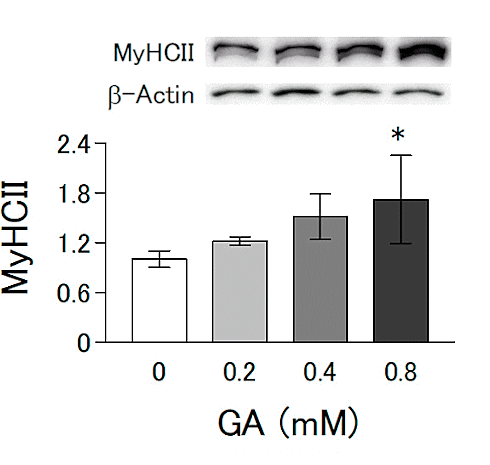 Glyoxylic acid, a glycine metabolite with an anabolic effect