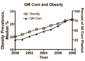 Is GM corn making Americans fat?