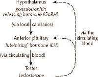 If you have too much glucose in your blood, your body produces less testosterone. The mechanism involved has been shown in an in-vitro study published by Italian endocrinologists at the University of Florence in the International Journal of Endocrinology. If you want to boost your testosterone level in a natural way, make sure you don't develop Type-2 diabetes and avoid extremely high glucose peaks.