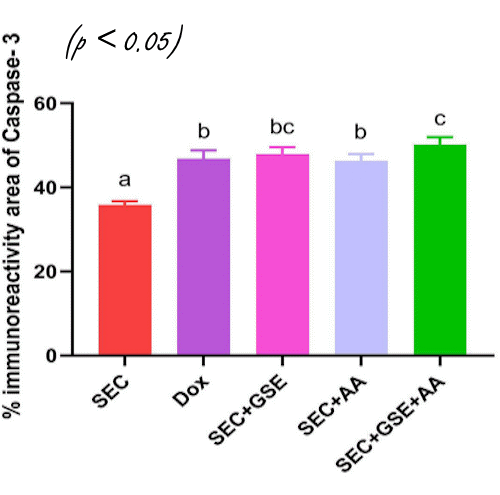 Combination of Vitamin C and Grape Seed Extract inhibits tumor growth just as well as doxorubicin | Animal study