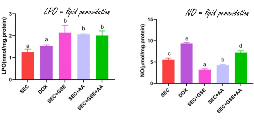 Combination of Vitamin C and Grape Seed Extract inhibits tumor growth just as well as doxorubicin | Animal study