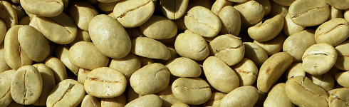 The anti-diabetes effect of Green Coffee Bean