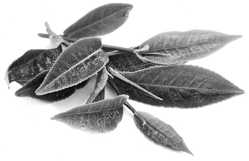 Combination of strength training and green tea gives elderly more muscle mass