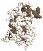 Human Growth Hormone