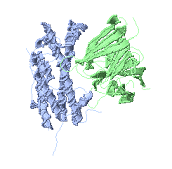 Growth Hormone