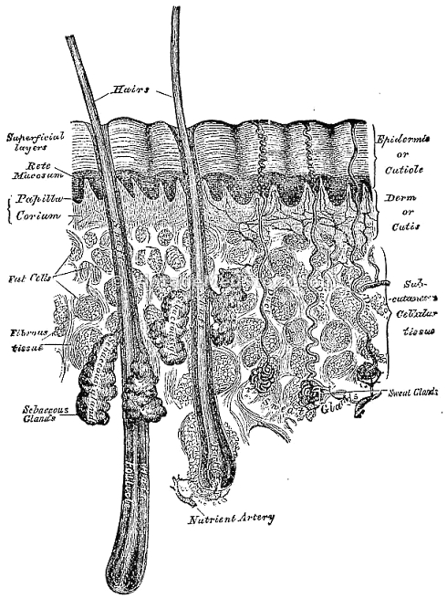 Combination of fish oil and GLA stimulates hair growth