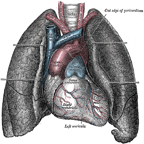 More dietary fiber for healthier lungs