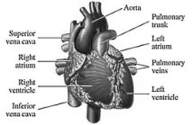 Cardio session after strength workout keeps arteries supple