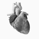 How fit men protect themselves against heart attacks