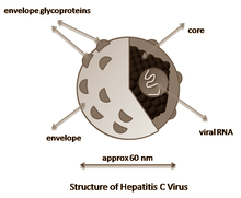 The hepatitis-C virus decimates your liver. Supplements containing Chlorella vulgaris may help protect the livers of infected individuals  a little, researchers at the American Northgate Medical Center announced in the World Journal of Gastroenterology. Chlorella may also help the body to fight the virus  again, just a little.