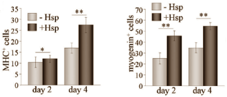 Hesperidin stimulates formation of new muscle tissue