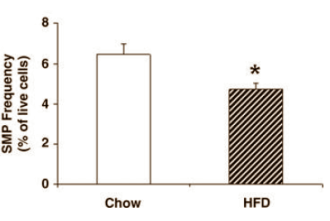 Animal study: Fat in childhood? Weak muscles for life, says animal study