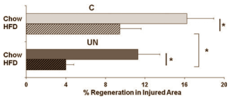 Animal study: Fat in childhood? Weak muscles for life, says animal study