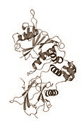 Piceatannol for endurance athletes – the EPO effect