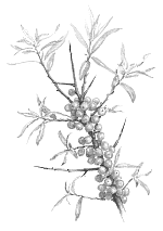 Buckthorn extract inhibits body fat