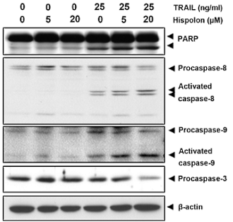 How hispolon helps the immune system to kill cancer cells