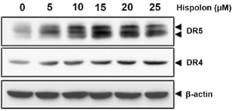 How hispolon helps the immune system to kill cancer cells