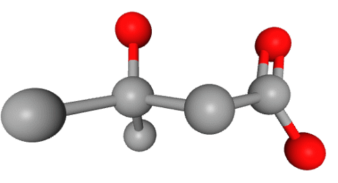 HMB reduces muscle breakdown in endurance athletes