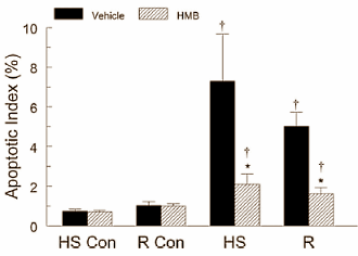HMB slows down muscle loss if you're not training