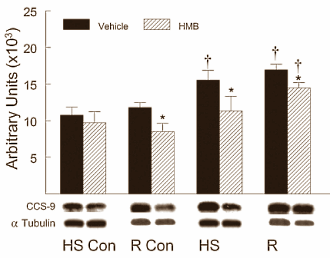 HMB slows down muscle loss if you're not training