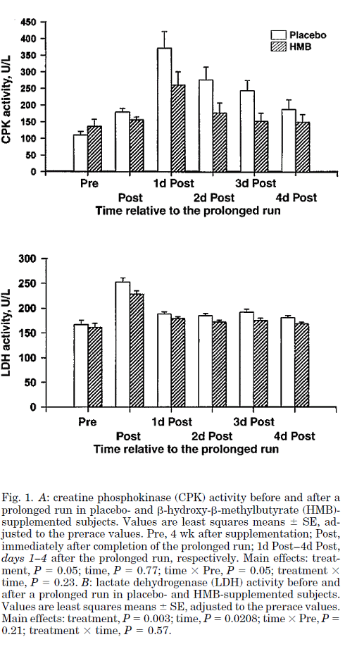HMB reduces muscle breakdown in endurance athletes
