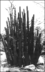 Not Hoodia gordonii, but Hoodia parviflora