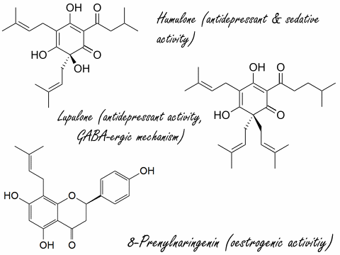 Humulus lupulus supplement combats depression, anxiety, and stress
