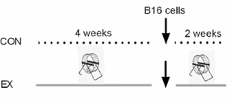 This is how physical exercise clears up tumours