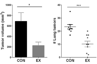 This is how physical exercise clears up tumours