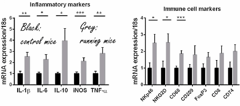 This is how physical exercise clears up tumours