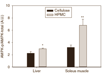 Animal study: hydroxypropyl methylcellulose reduces fat mass but boosts muscle growth