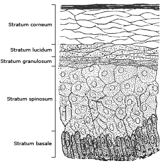 Lazy bones who takes up exercise rejuvenates skin