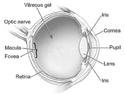 Fish oil allows your eyes to get used to the dark faster