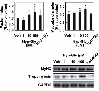 After consuming gelatine hydroxy-prolylglycine makes your muscles bigger and stronger