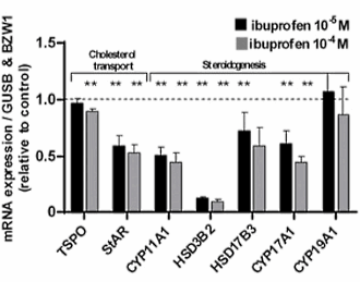 Ibuprofen induces hypogonadism
